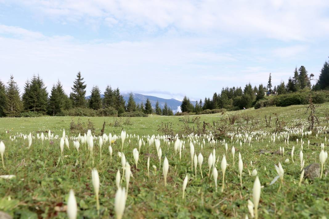 Karadeniz'in mor habercisi! Vargit çiçeği yaylacıları eve çağırıyor 2